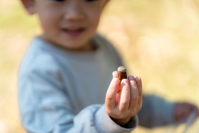 2歳児と屋外で楽しめるどんぐり遊び3選